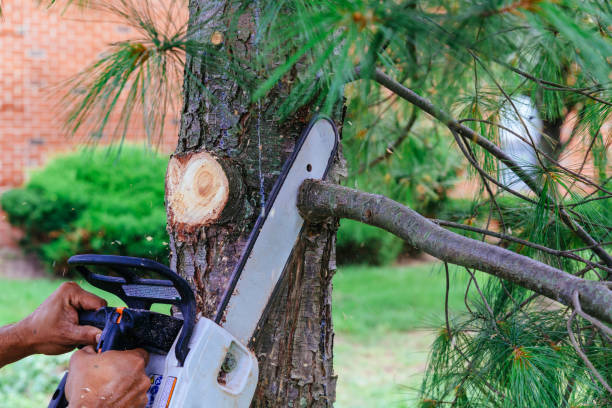 Professional Tree Care Services in Long Lake, IL